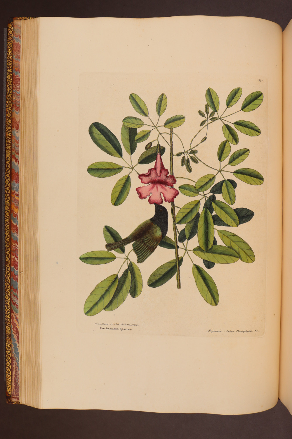 Plate 37